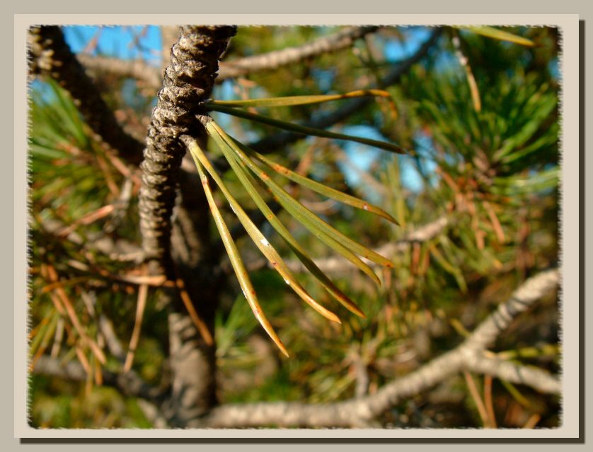 DGPV dissesti di versante